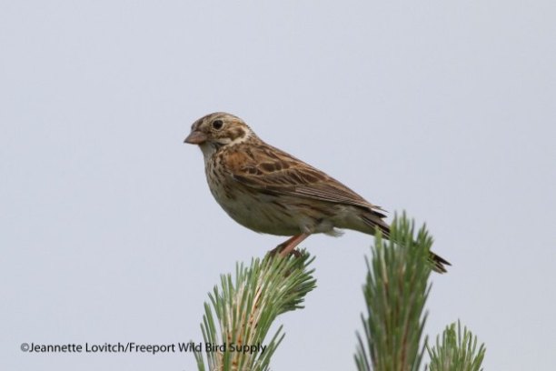 a bird sitting on a branch