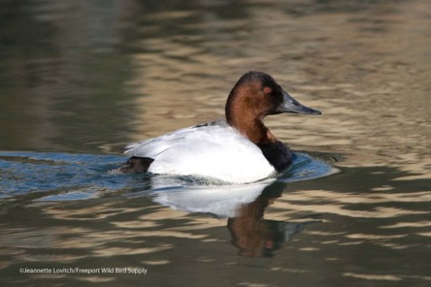 a duck swimming in a body of water