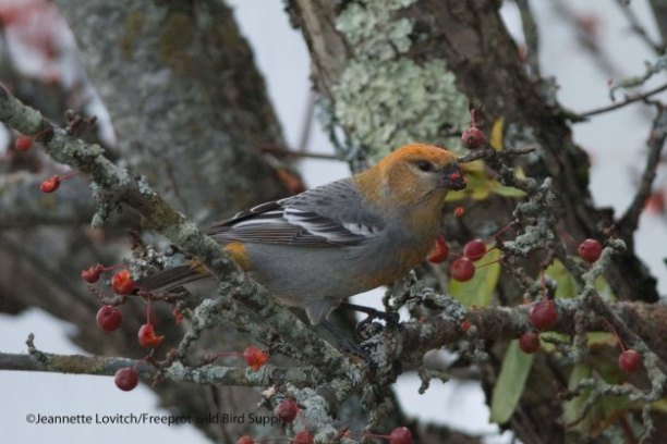 a small bird sitting on a branch