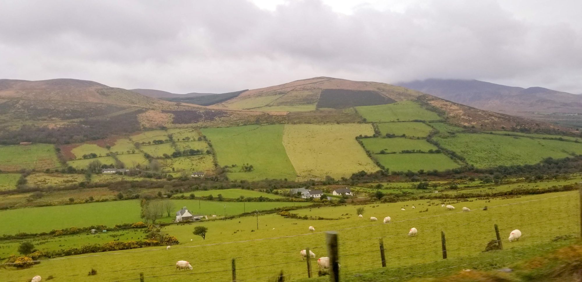 a herd of sheep grazing on a lush green field