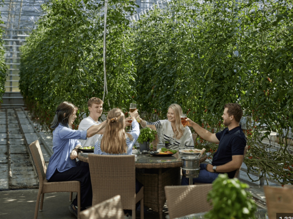 Five people toasting at a table in a lush greenhouse with tomato plants.