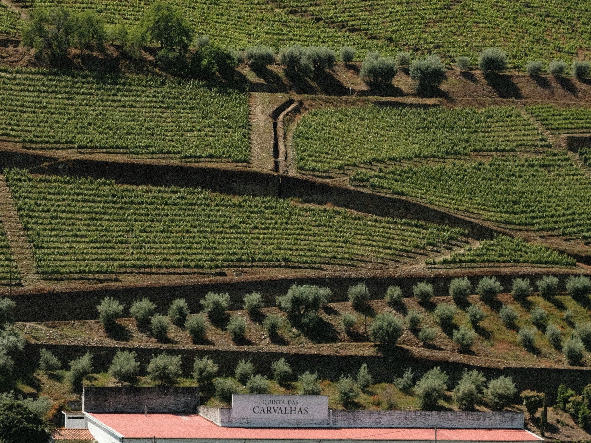 Vineyard terraces on a hillside with a white building labeled 