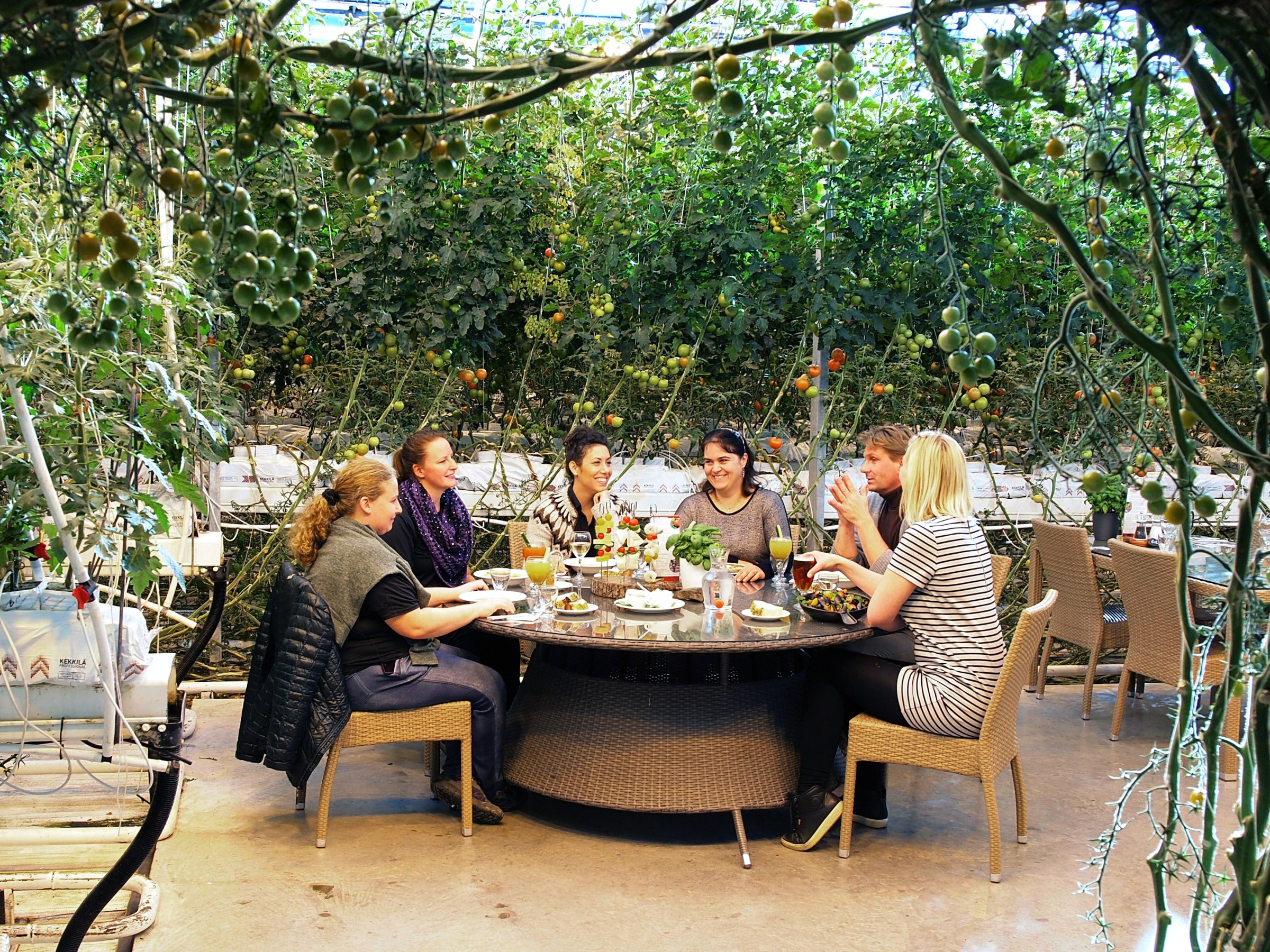 Six people dining at a round table surrounded by tomato plants in a greenhouse.
